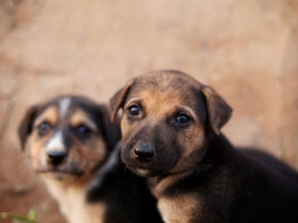 divorce garde chien chat