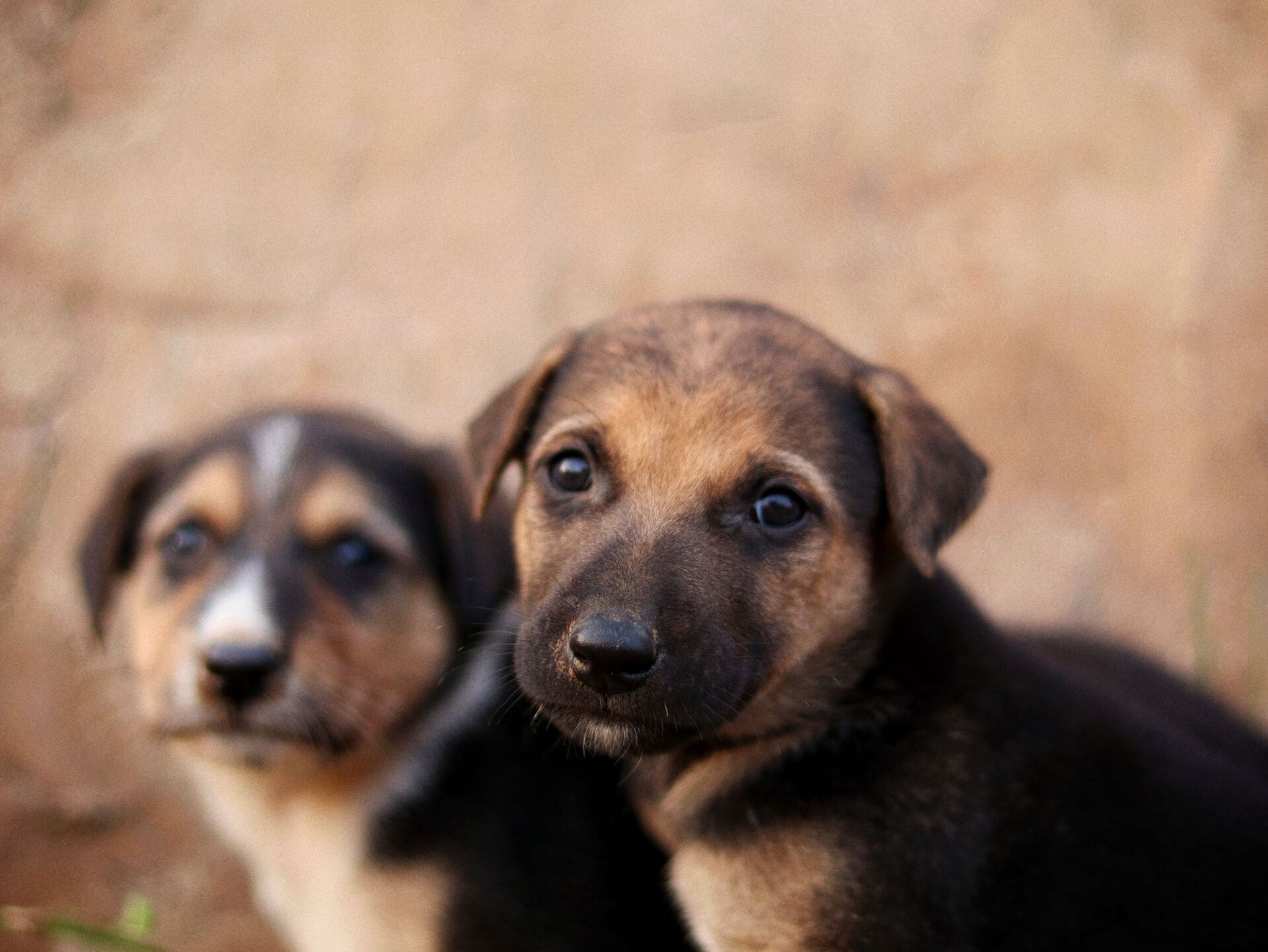 divorce garde chien chat